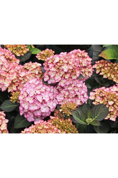 Гортензия широколистая Адула